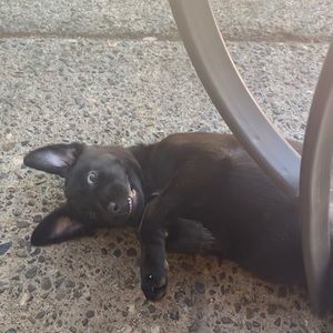 Meet your Posher, Skylar